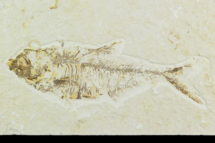 Bargain, Fossil Fish (Diplomystus) - Green River Formation #119957